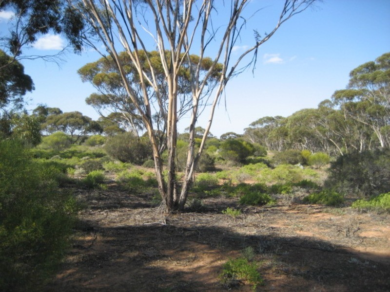 Lot 11 Winter Road, Bower SA 5374
