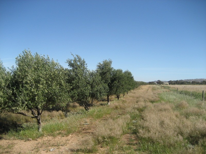 Section 441 Government  Road, Robertstown SA 5381