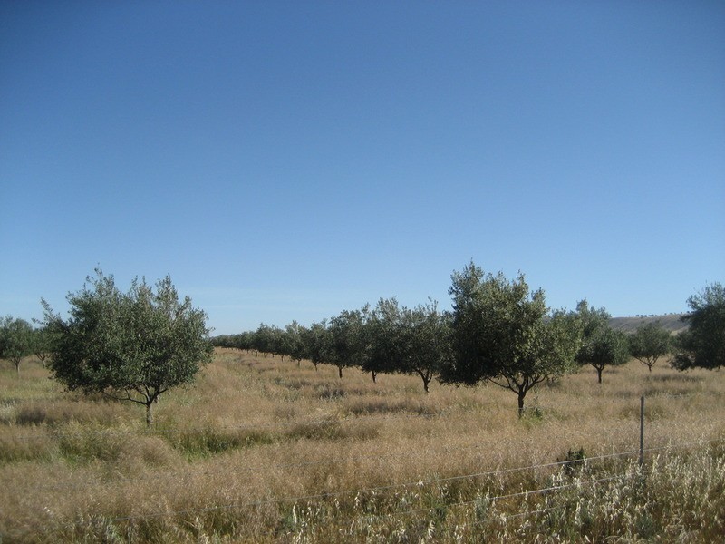 Section 441 Government  Road, Robertstown SA 5381