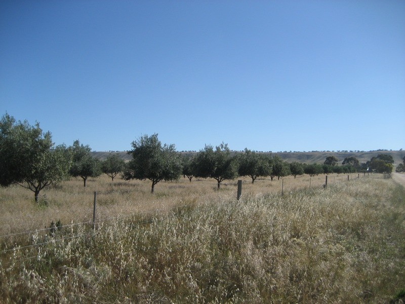 Section 441 Government  Road, Robertstown SA 5381