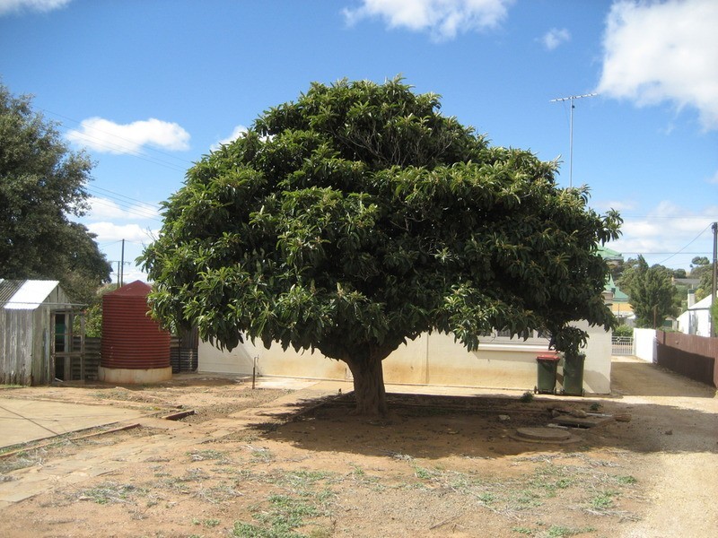 54 Barwell Street, Eudunda SA 5374