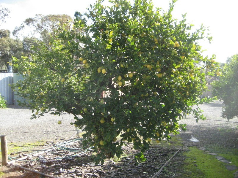 58 Barwell Street, Eudunda SA 5374