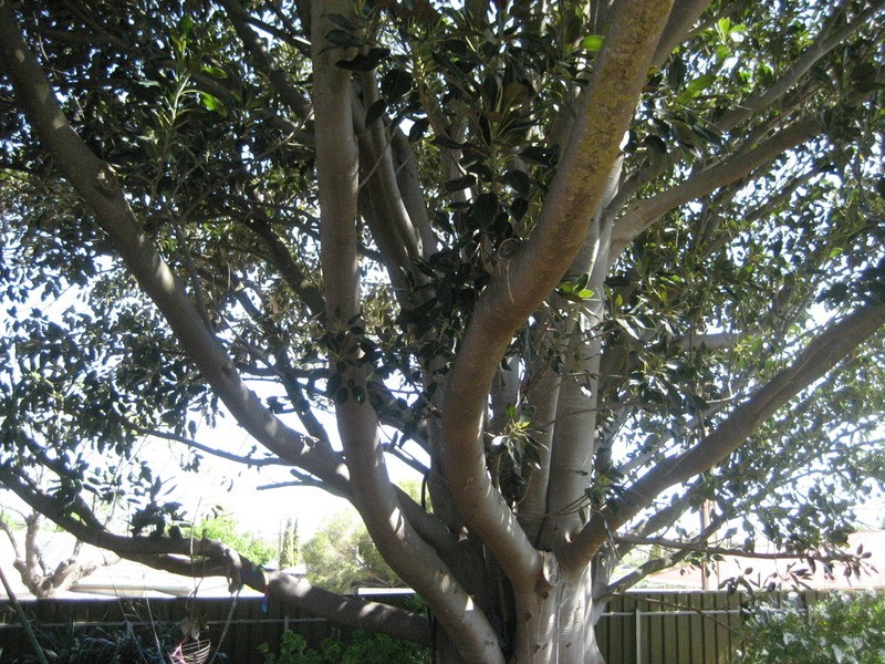 3 Waterhouse Street, Kapunda SA 5373