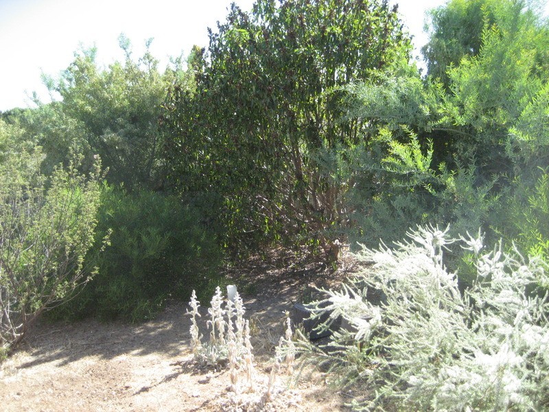 9 Waterhouse Street, Kapunda SA 5373