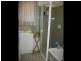 1 Harrison Close Whyalla Jenkins, Whyalla SA 5600
