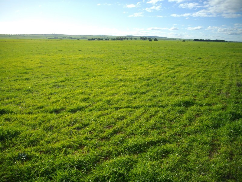 Pine  Creek Via, Laura SA 5480