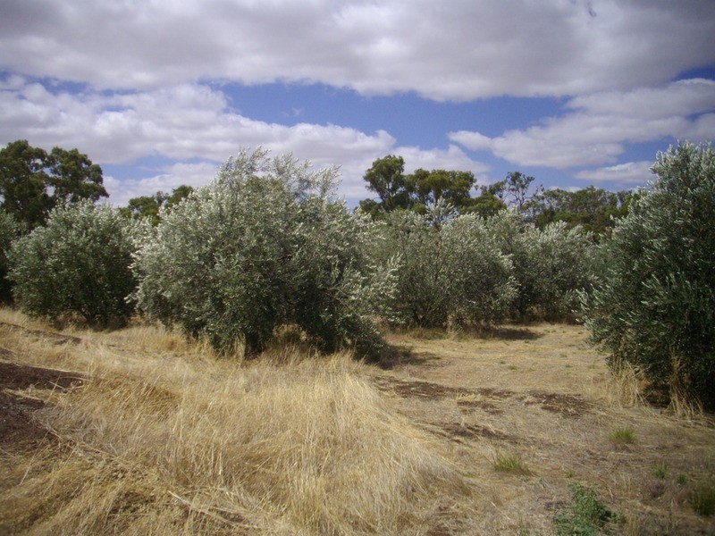 Stone Hut Flinders Ranges, Stone Hut SA 5480