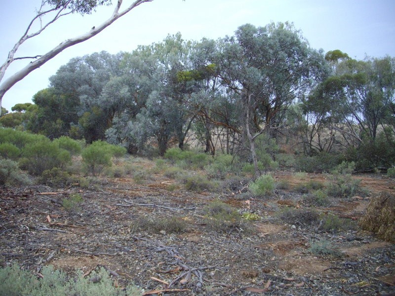 Milcowie Road, Crystal Brook SA 5523