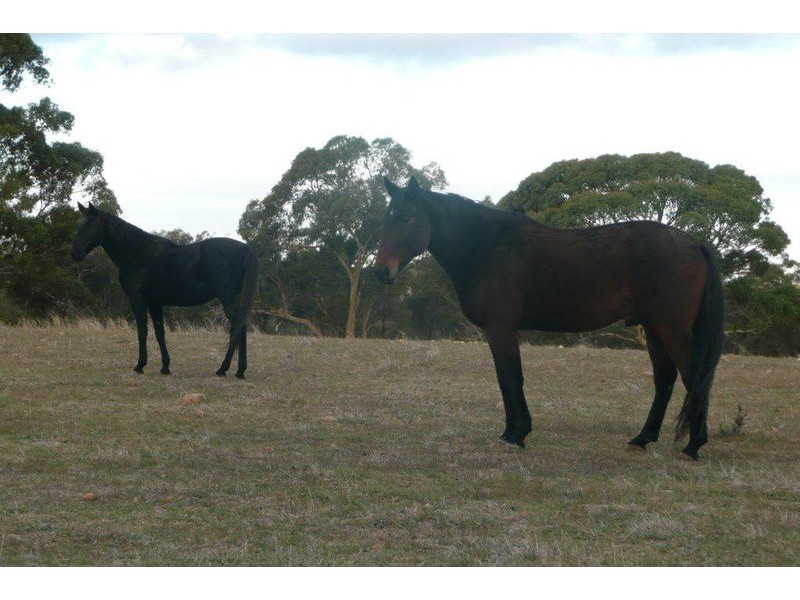 Sec 140 Beetaloo Valley Rd, Beetaloo, Laura SA 5480