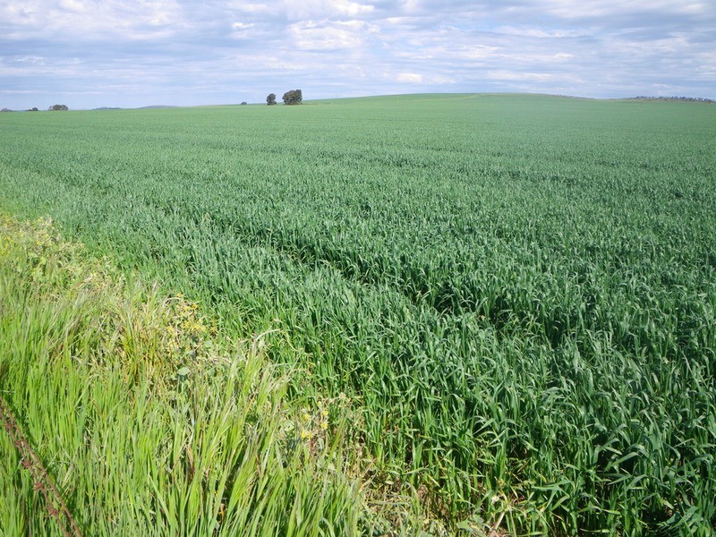 Allotment 16 Beetaloo Road, Gladstone SA 5473