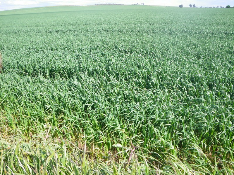 Allotment 16 Beetaloo Road, Gladstone SA 5473