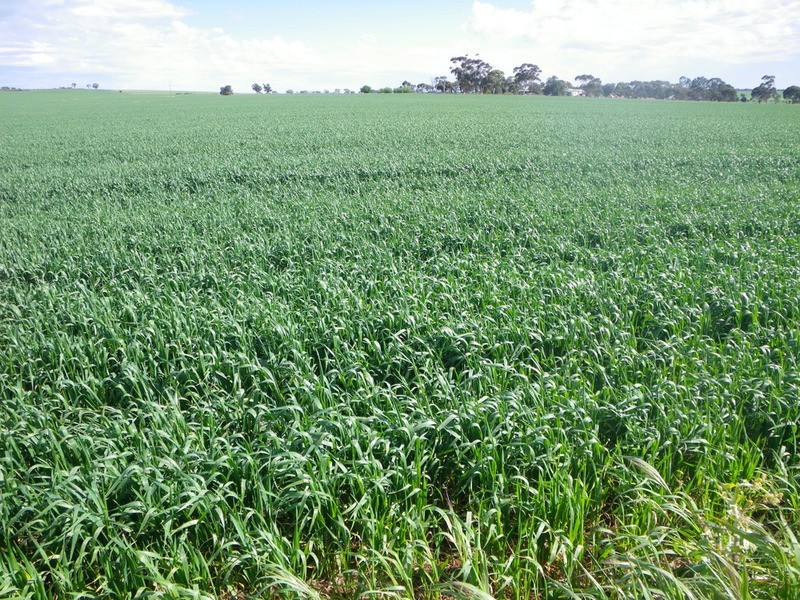 Allotment 16 Beetaloo Road, Gladstone SA 5473