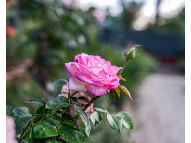 6 McIvor Court, Kennington VIC 3550