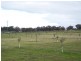 81 Mulberry Lane, Lockwood South VIC 3551