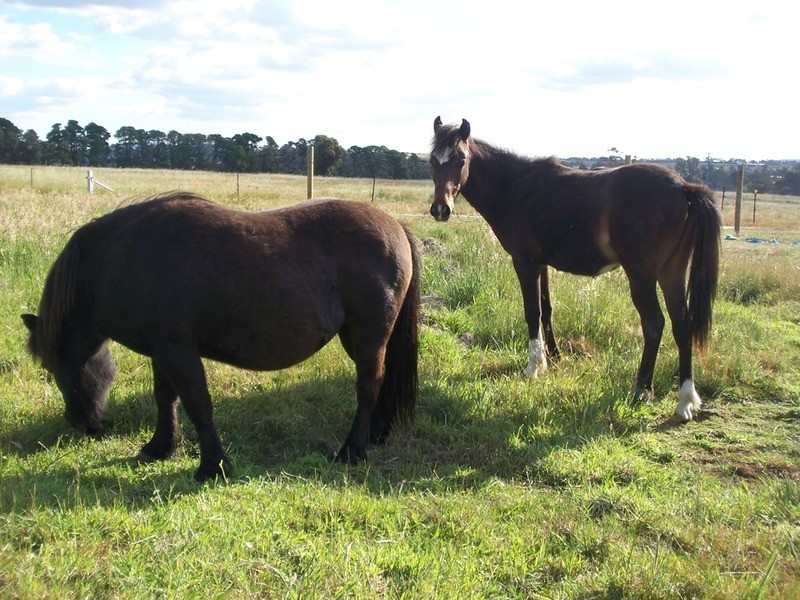 Lot 8 Hamilton Way, Lockwood South VIC 3551