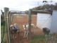 973 Fogartys Gap Road, Walmer VIC 3463