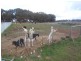 973 Fogartys Gap Road, Walmer VIC 3463