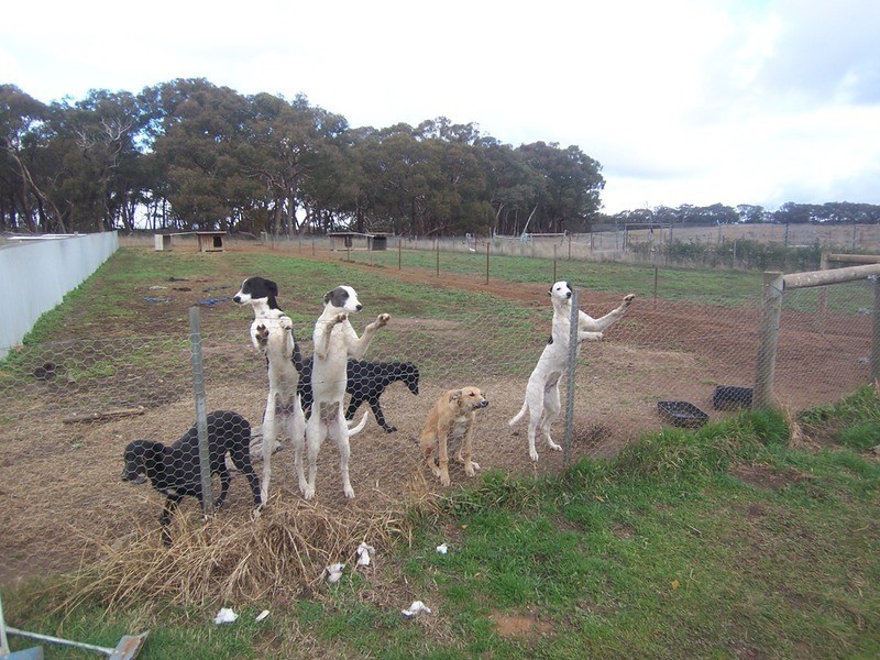 973 Foggartys Gap Road, Walmer VIC 3463