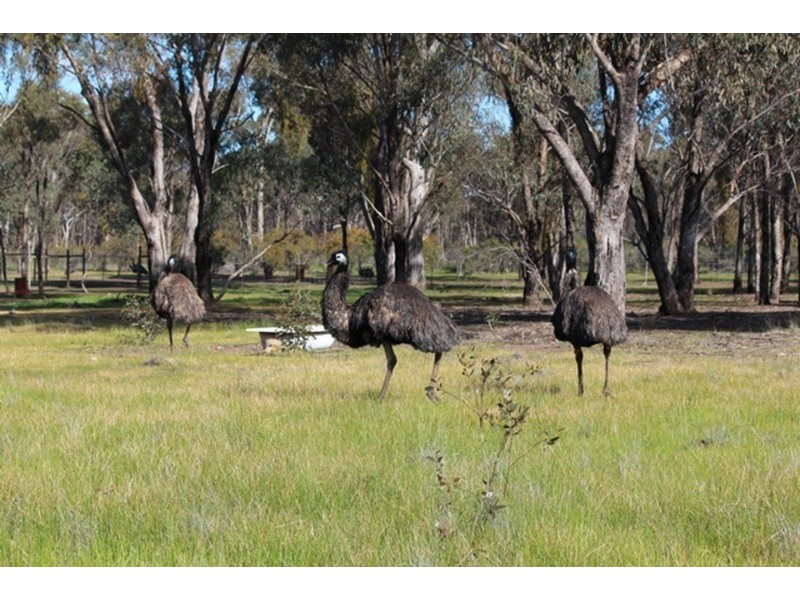 1359 Bendigo-Maryborough  Road, Shelbourne VIC 3463