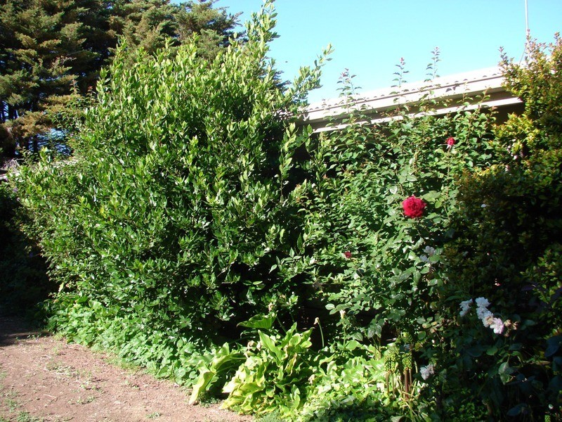 239 North Harcourt Road, Harcourt North VIC 3453