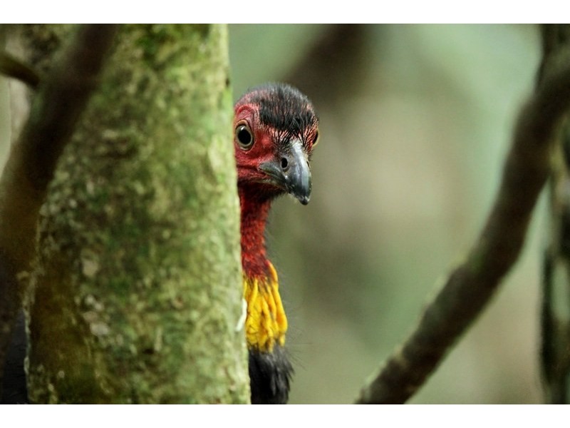 60 Bromfield Drive, Bonogin QLD 4213