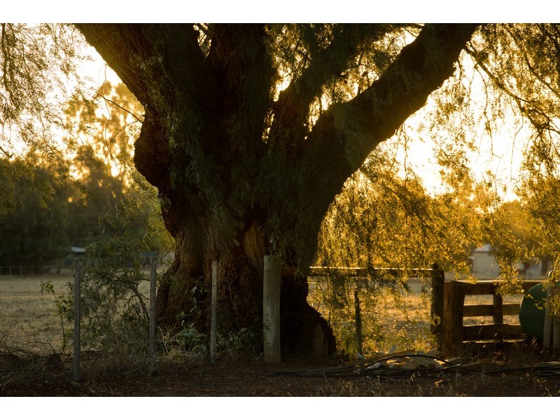 42 Ryans Road, Nathalia VIC 3638