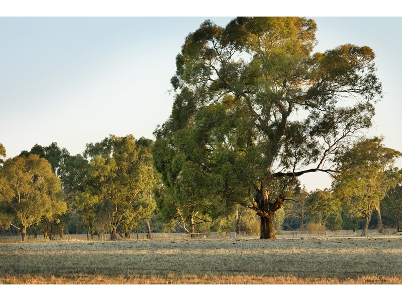 42 Ryans Road, Nathalia VIC 3638