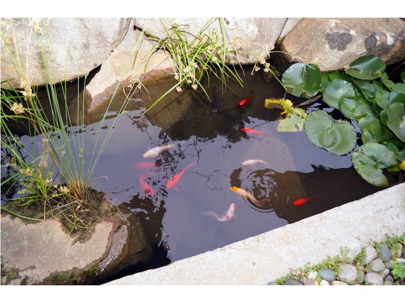 21 McGregor Street, Numurkah VIC 3636