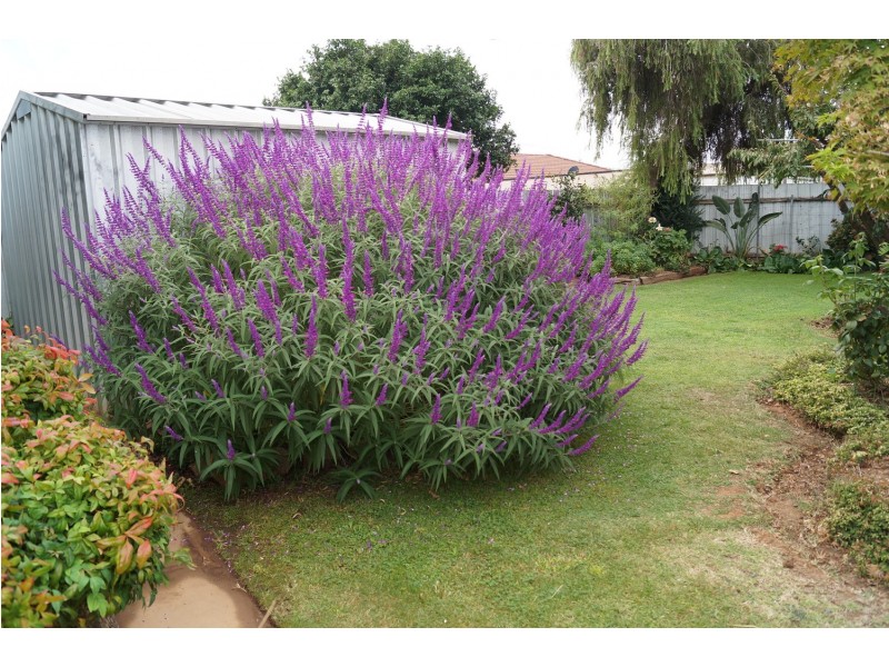 2 Nolan Court, Shepparton VIC 3630