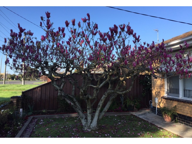 568 Wyndham Street, Shepparton VIC 3630