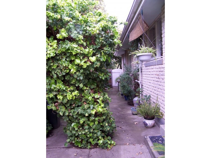 11 Murdoch Avenue, Mulgrave VIC 3170