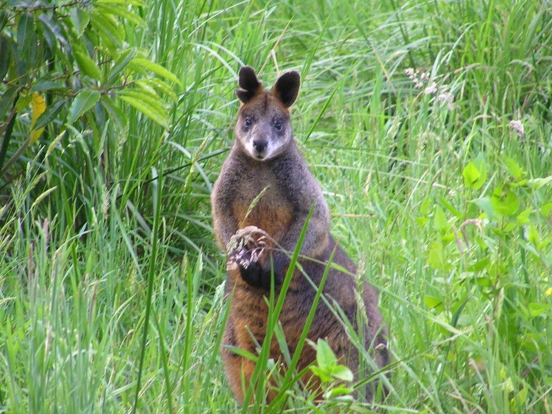27 Heath  Avenue, Ferntree Gully VIC 3156