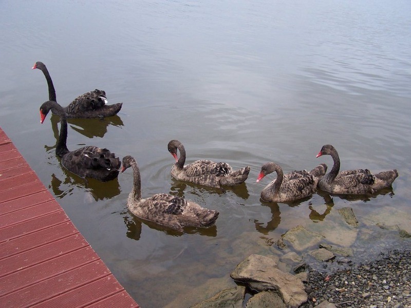 28 Vanderbilt Court, Varsity Lakes QLD 4227