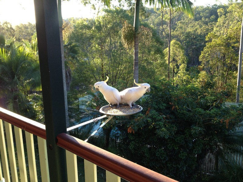 6 Pademelon Pass, Nerang QLD 4211