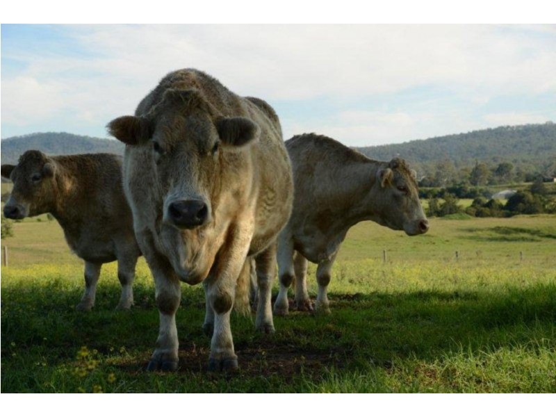 201 Four Mile Lane, Boyland QLD 4275