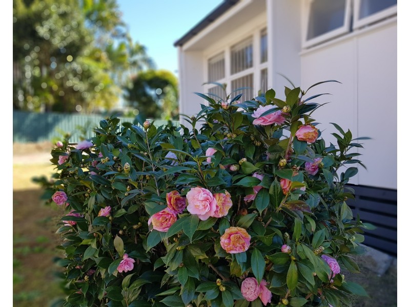 71 Wemvern Street, Upper Mount Gravatt QLD 4122