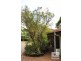 1588 Old Cleveland Road, Belmont QLD 4153