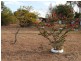 614 Toowoomba Cecil Plains Road, Wellcamp QLD 4350