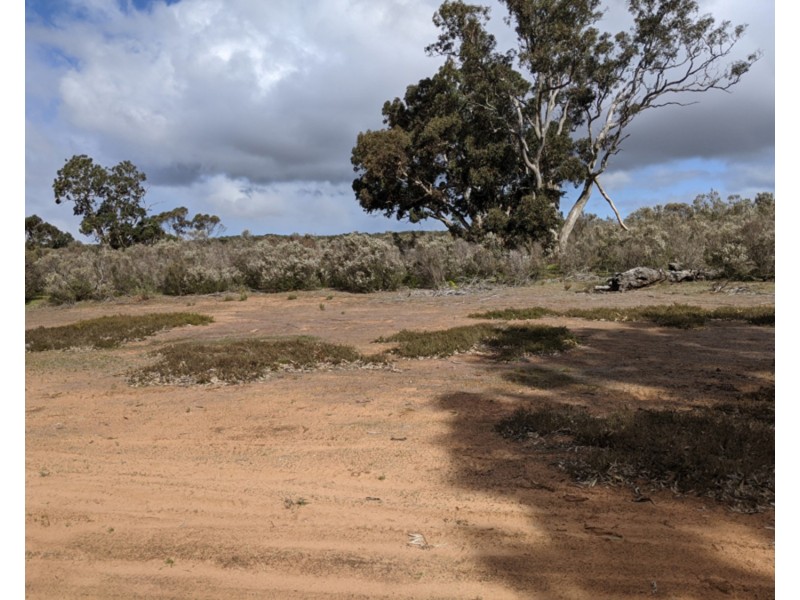 Lot 31 Carcuma Road, Tintinara SA 5266