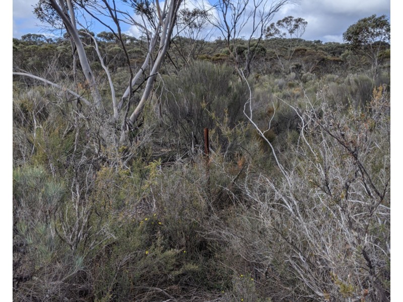 Lot 31 Carcuma Road, Tintinara SA 5266