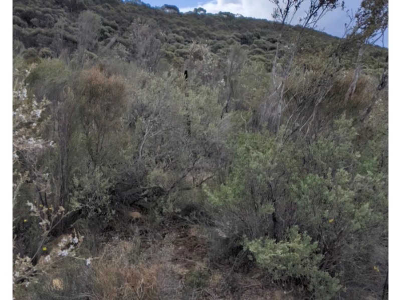 Lot 31 Carcuma Road, Tintinara SA 5266