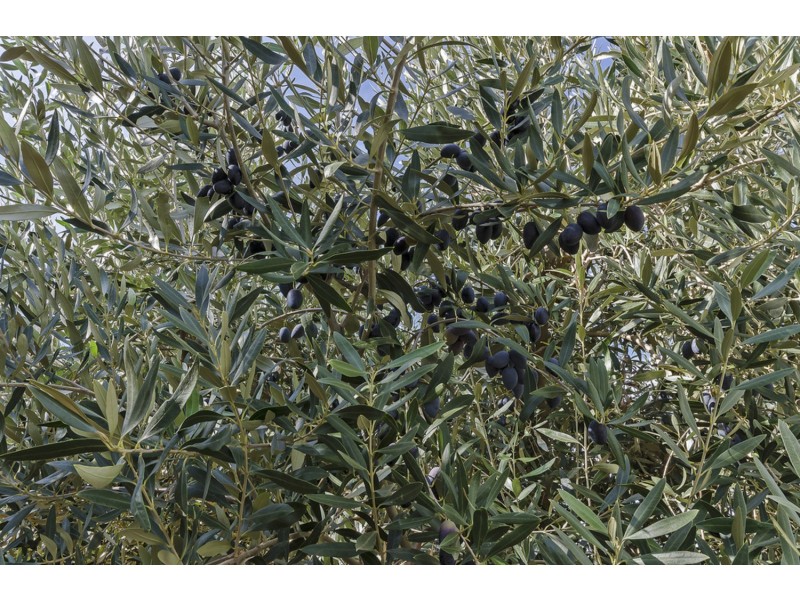 Lot 104 Stebonheath Road, Munno Para SA 5115