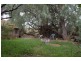 52 Whimpress Avenue, Findon SA 5023