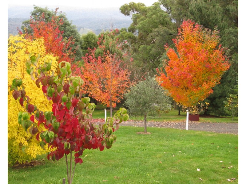 13 Gwinganna Place, Buxton VIC 3711