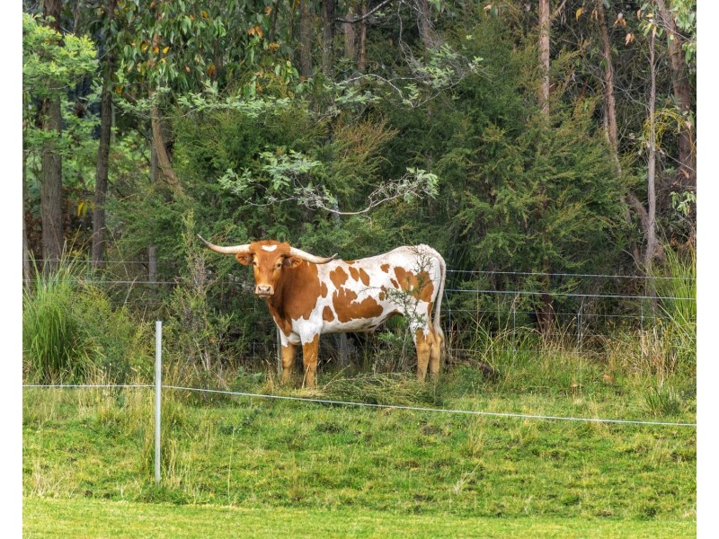 65 Retreat Road, Buxton VIC 3711