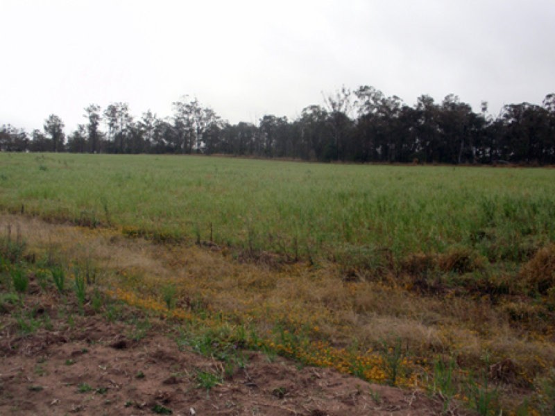 Wattle Grove QLD 4610