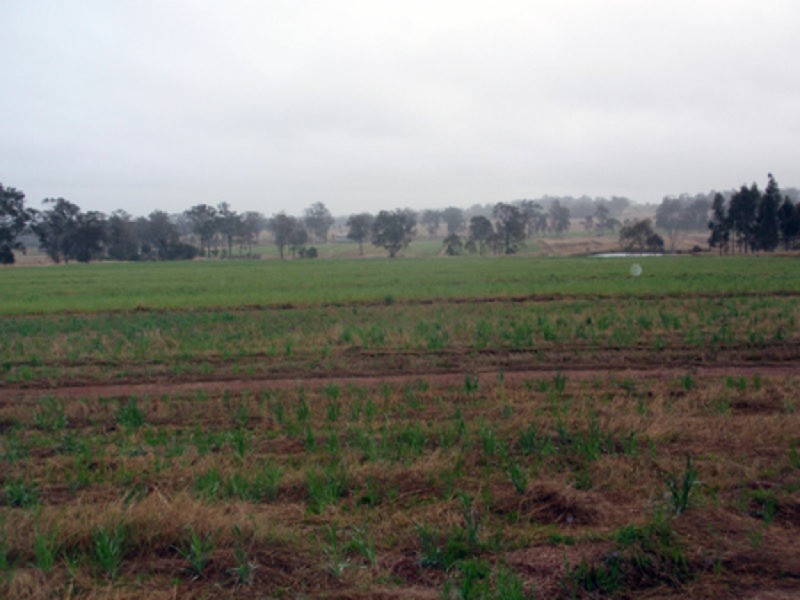 Wattle Grove QLD 4610