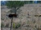 Mondure QLD 4611