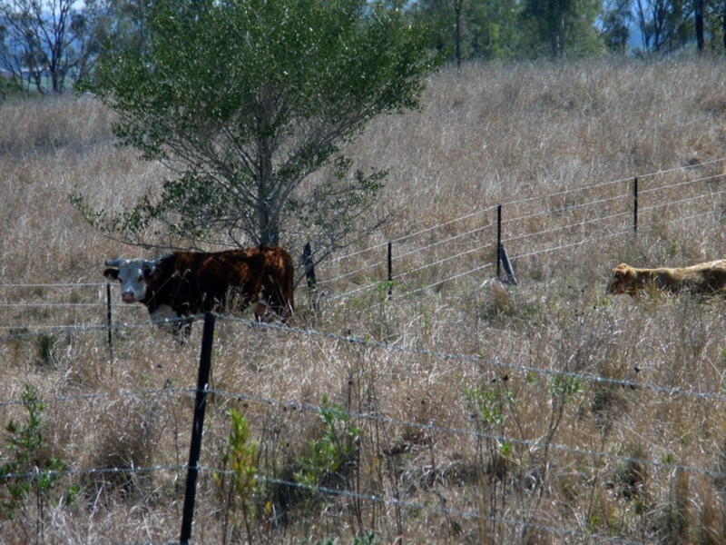 Mondure QLD 4611