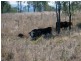 Mondure QLD 4611